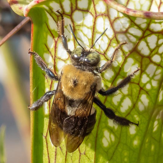 Xylocopa virginica (Eastern Carpenter Bee).jpg